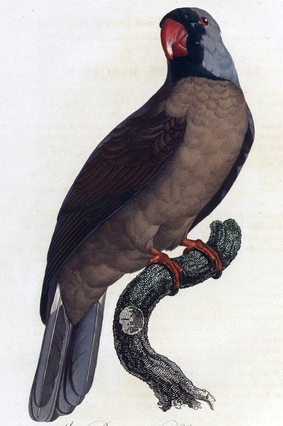 Mascarinus mascarin