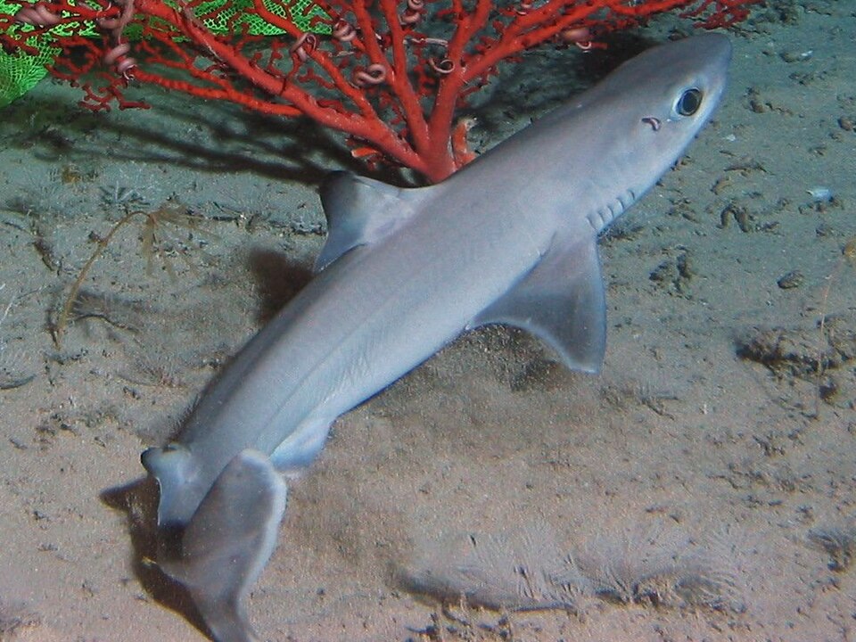 Cuban dogfish