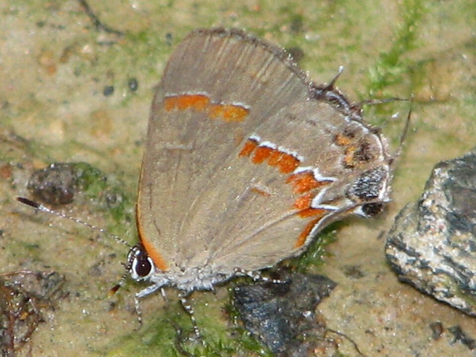 Calycopis