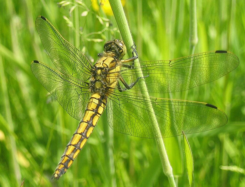 Odonata