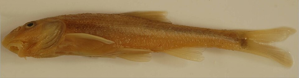 Macrhybopsis gelida