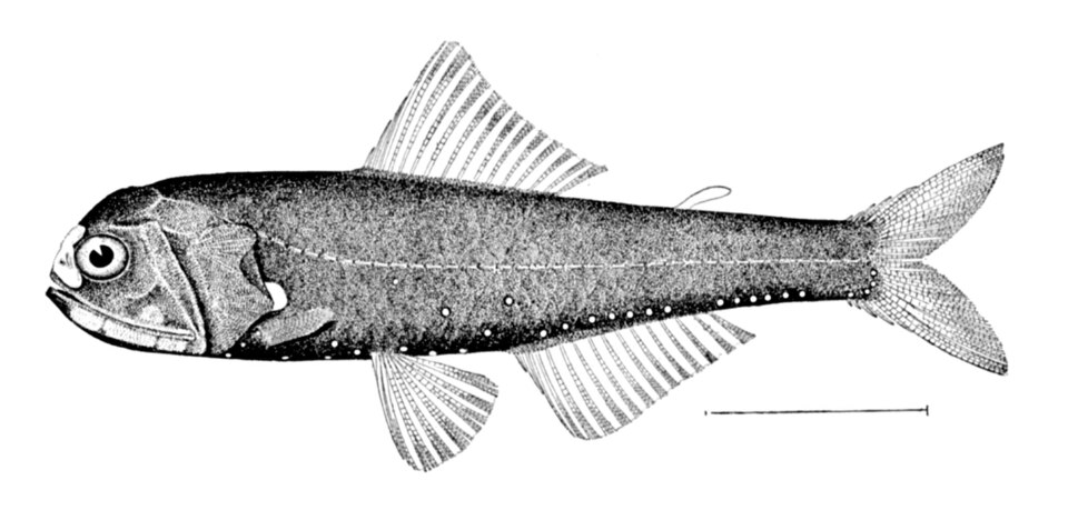 Diaphus lucidus