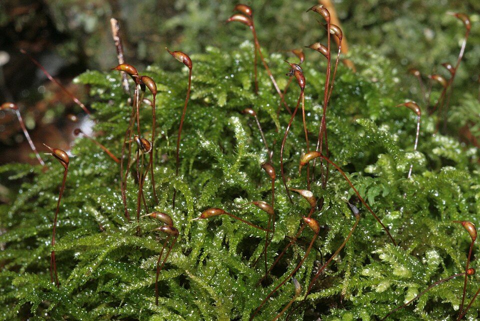 Eurhynchium