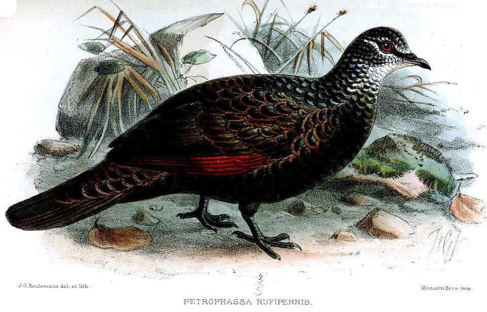 Petrophassa