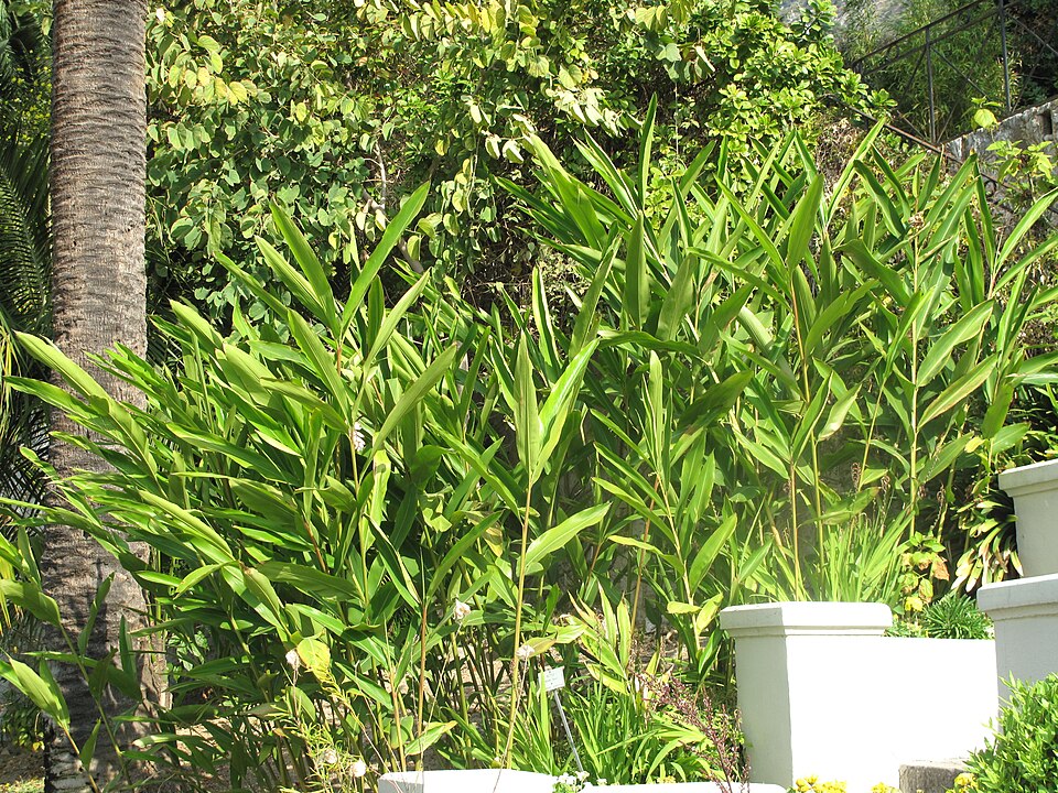 Alpinia nutans