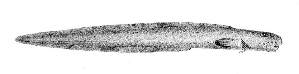 Ophthalmolycus
