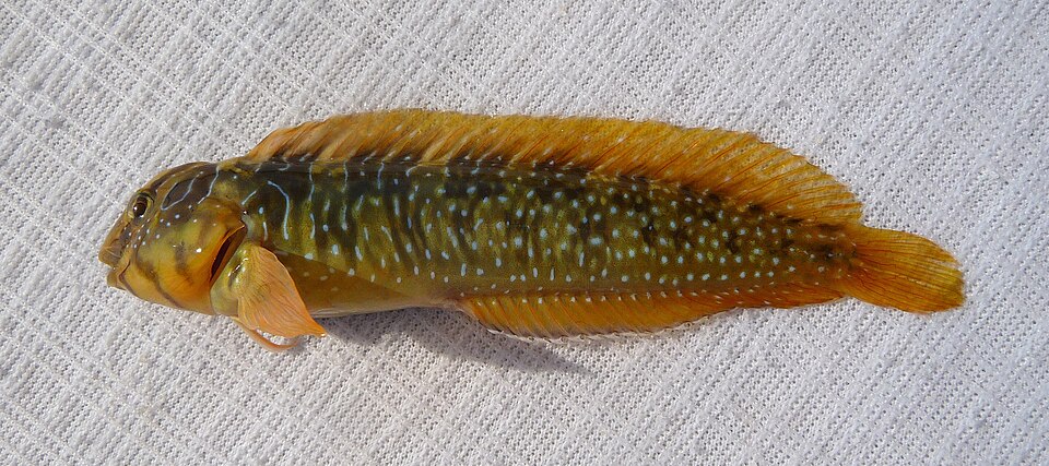 Peacock blenny