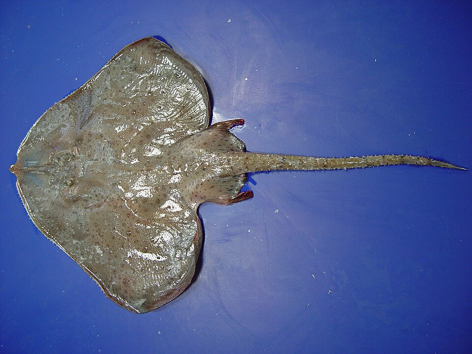 Breviraja