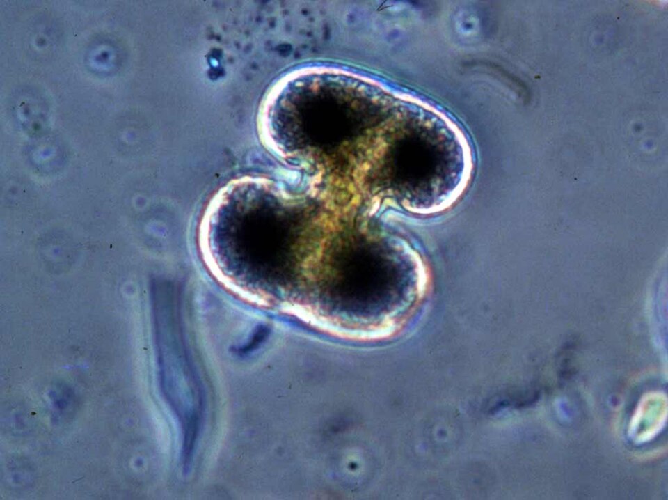 Cosmarium