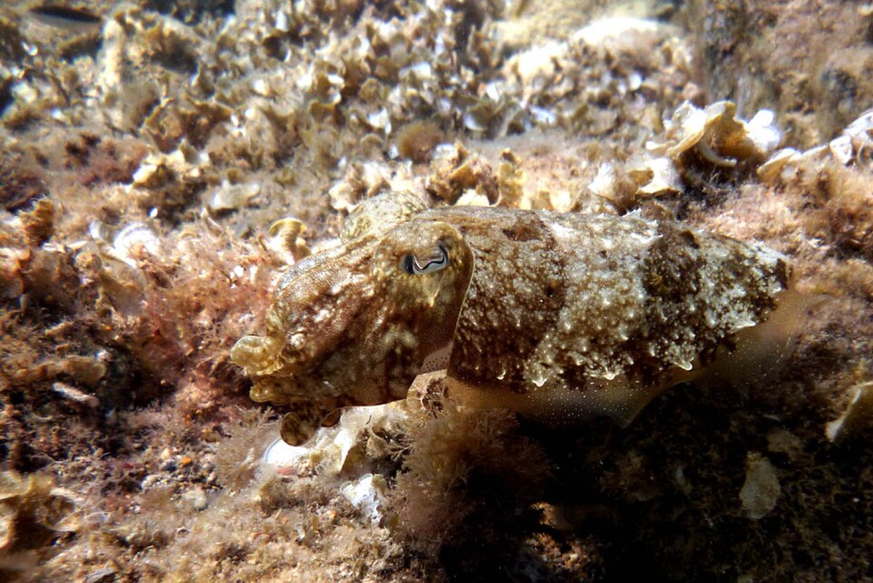 Sepia elegans