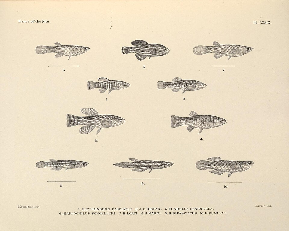 Micropanchax