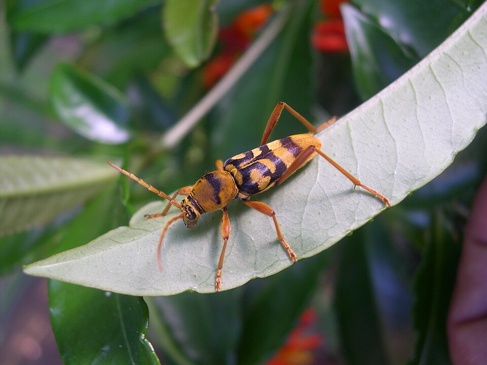 Chlorophorus quinquefasciatus