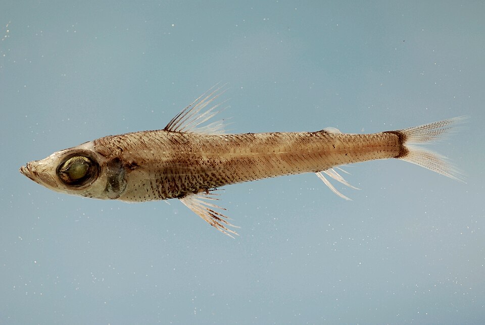 Chlorophthalmus agassizi