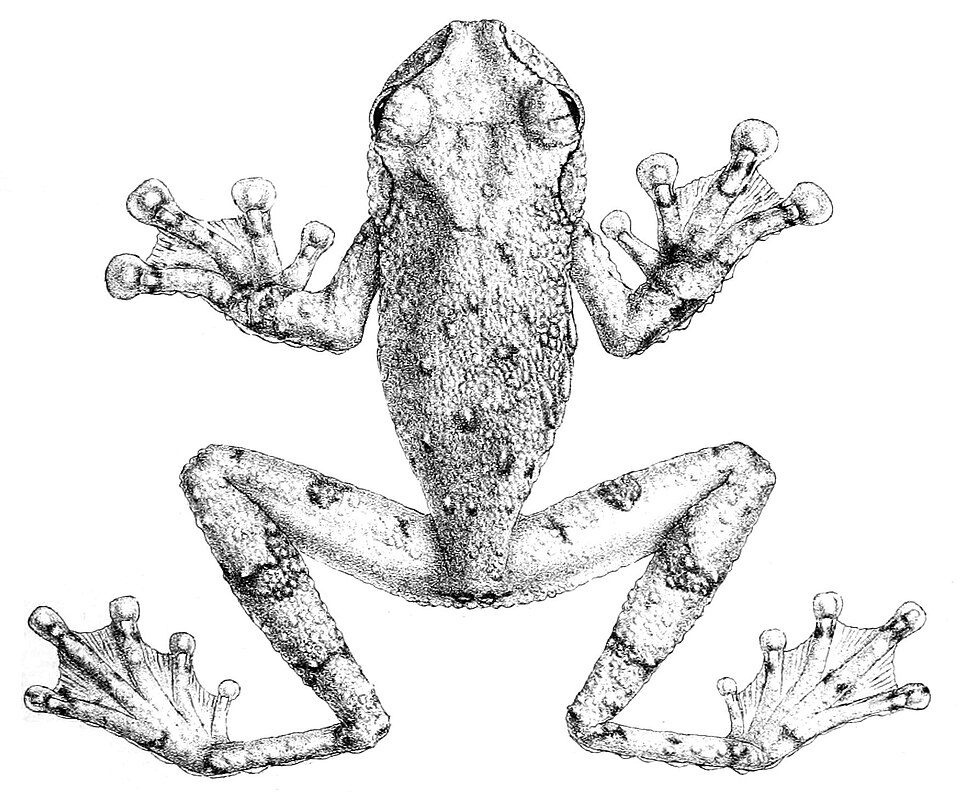 Ecnomiohyla tuberculosa