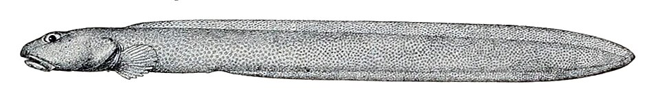 Lycenchelys