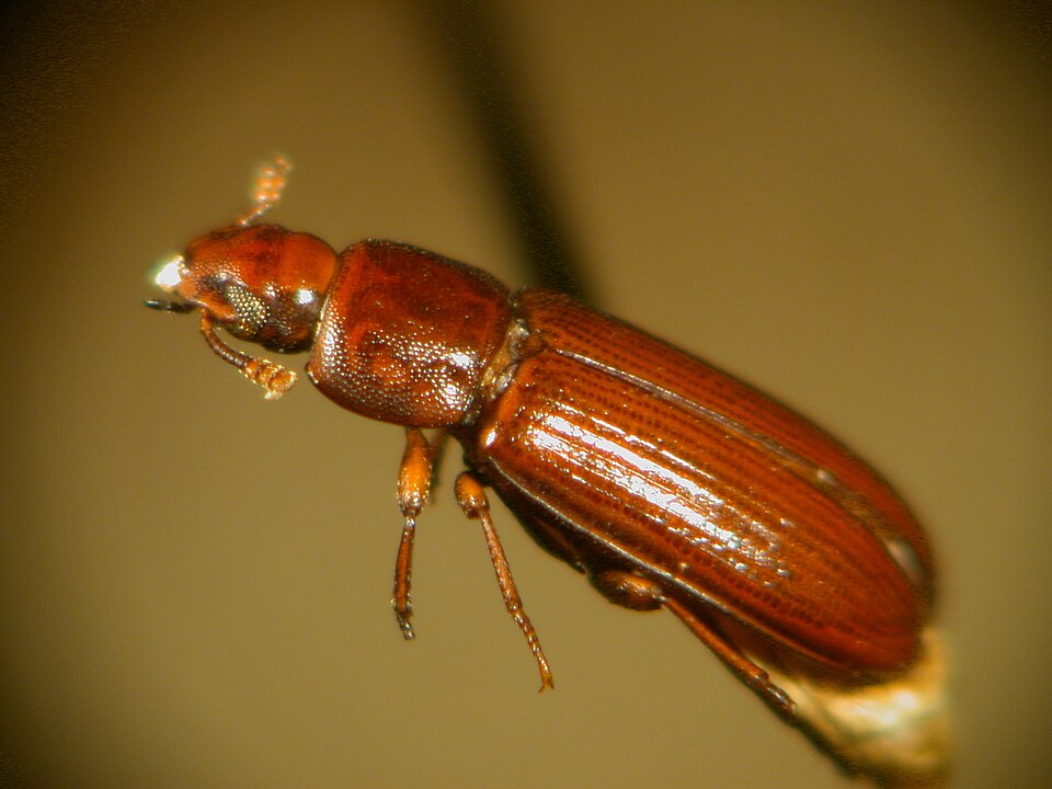 Tribolium