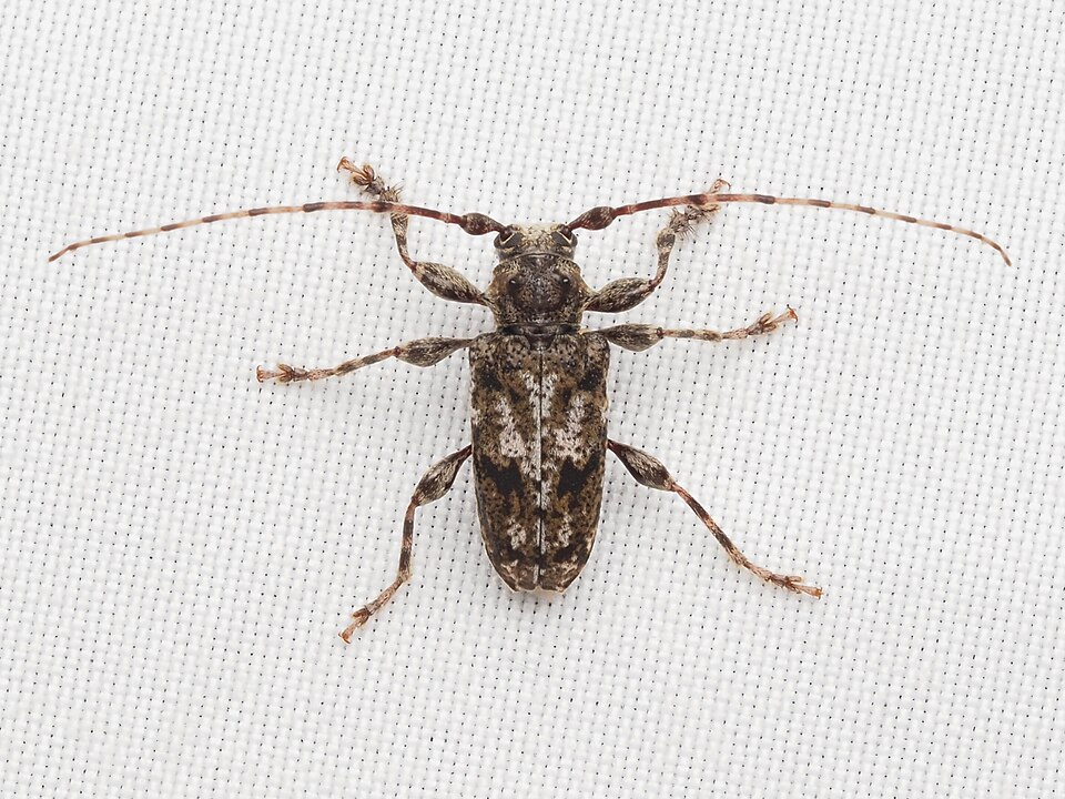 Aegomorphus modestus