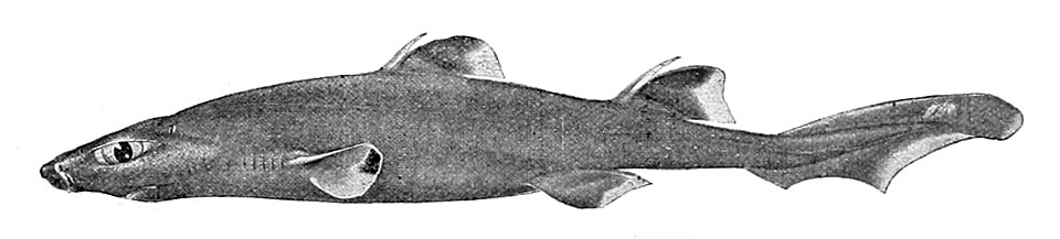 Combtooth dogfish