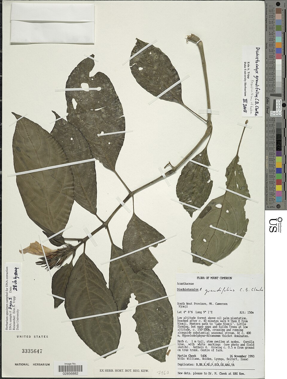Dischistocalyx