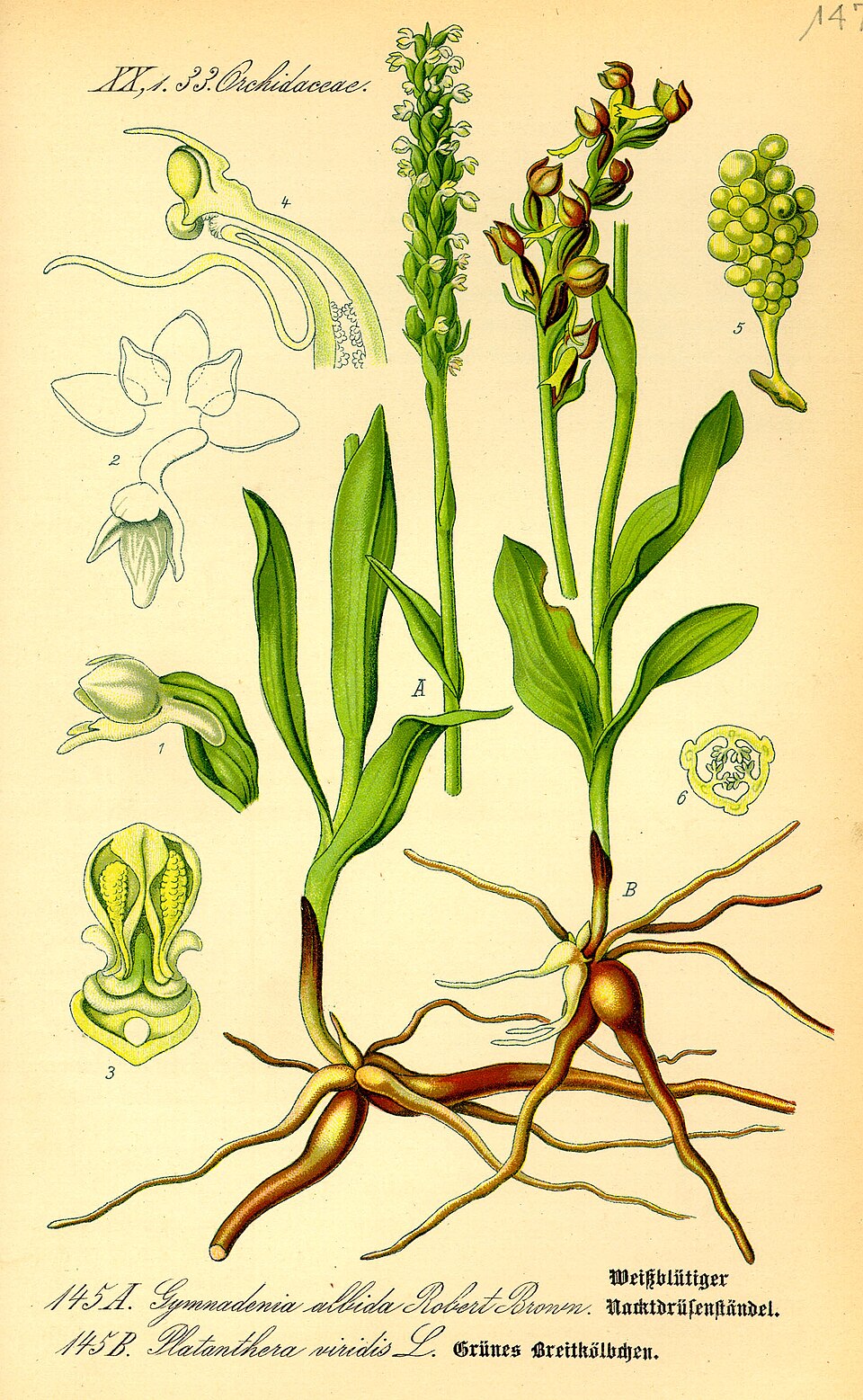 Dactylorhiza viridis