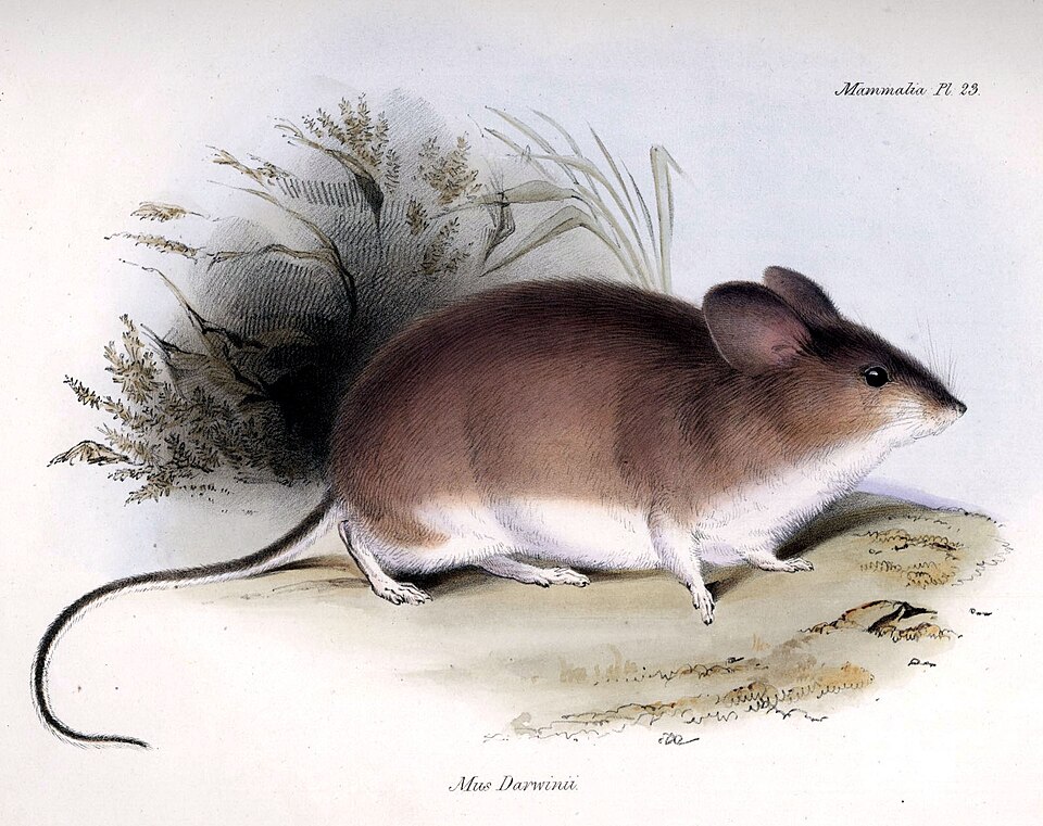 Phyllotis