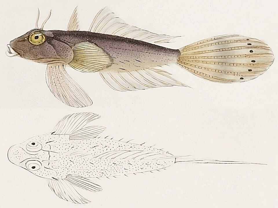 Anaora tentaculata