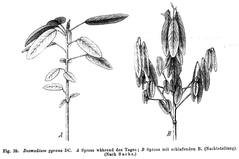 Codariocalyx