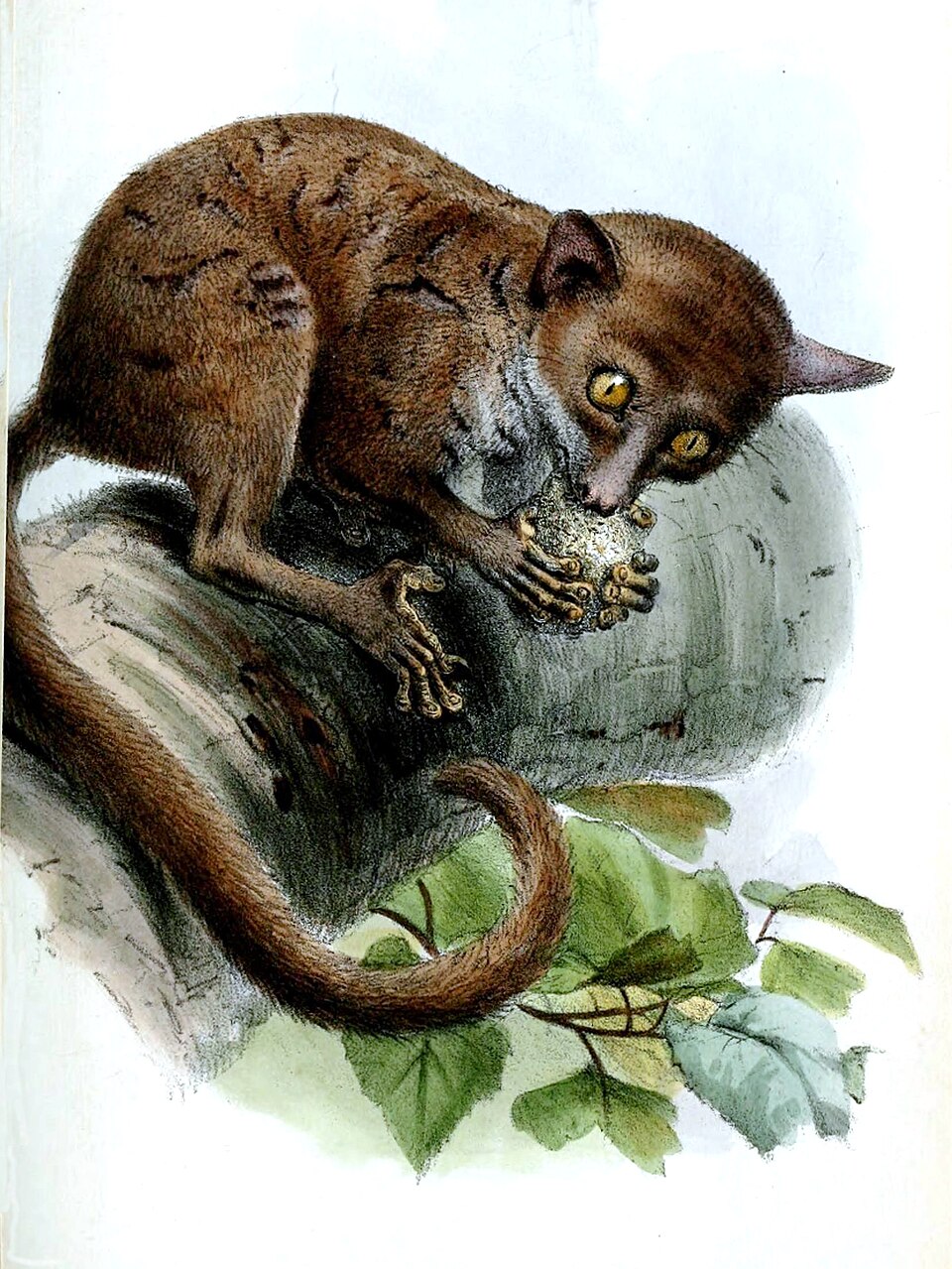 Galagoides