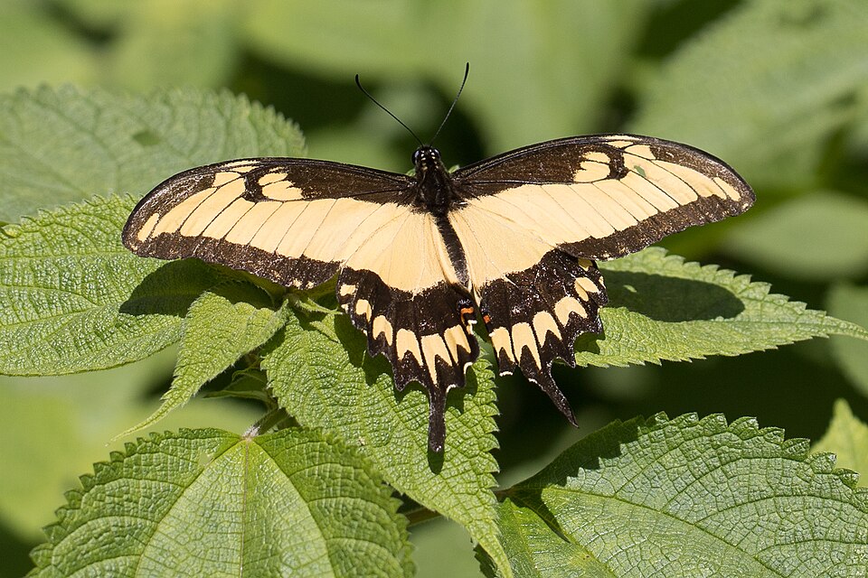 Papilio astyalus
