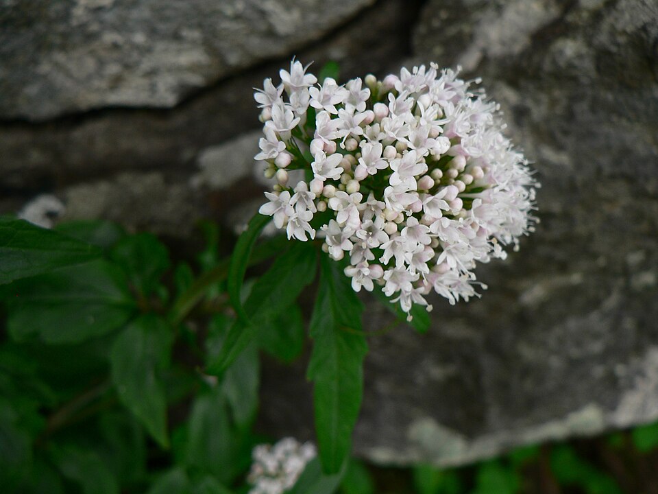 Valeriana tripteris