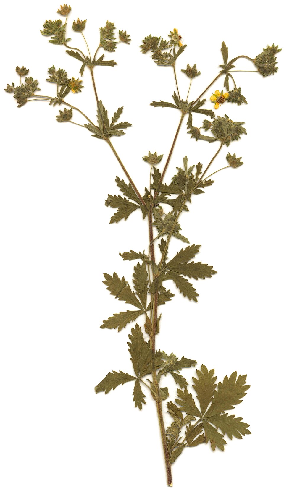 Potentilla intermedia
