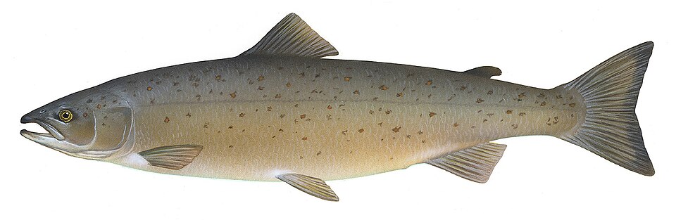 Salmo