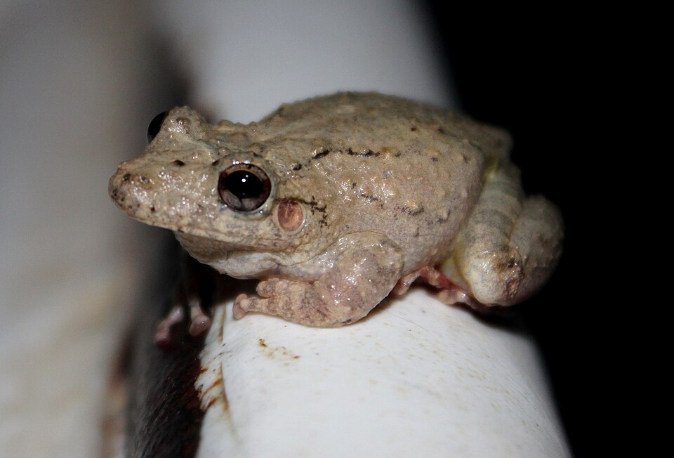 Scinax acuminatus