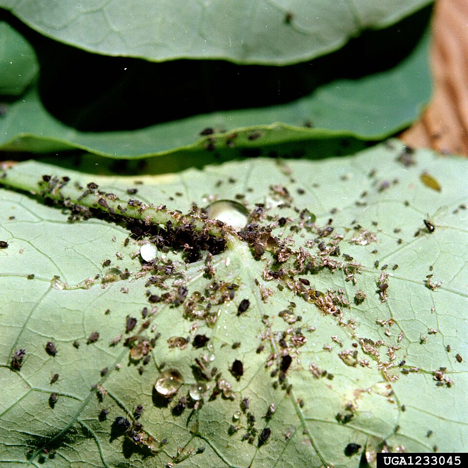 Aphis gossypii