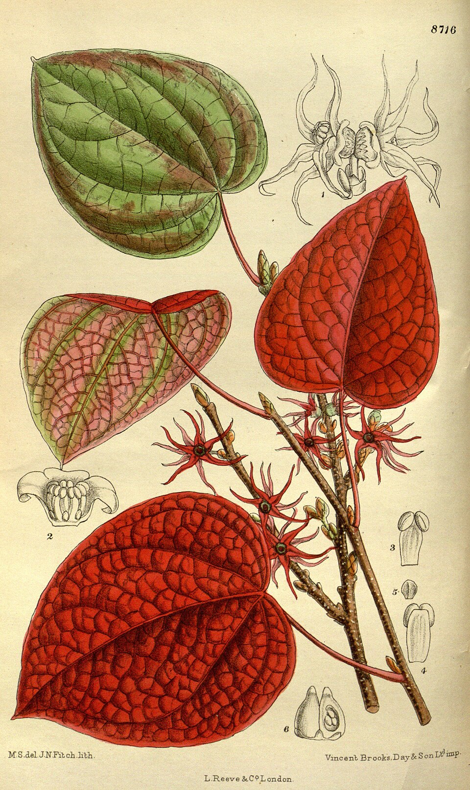 Disanthus cercidifolius