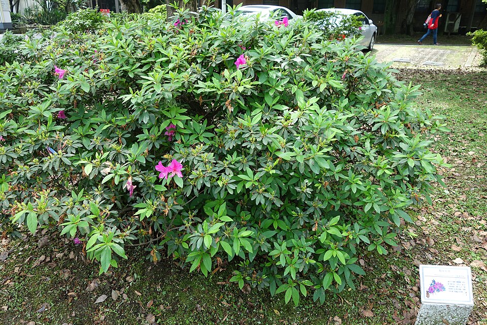 Rhododendron pulchrum