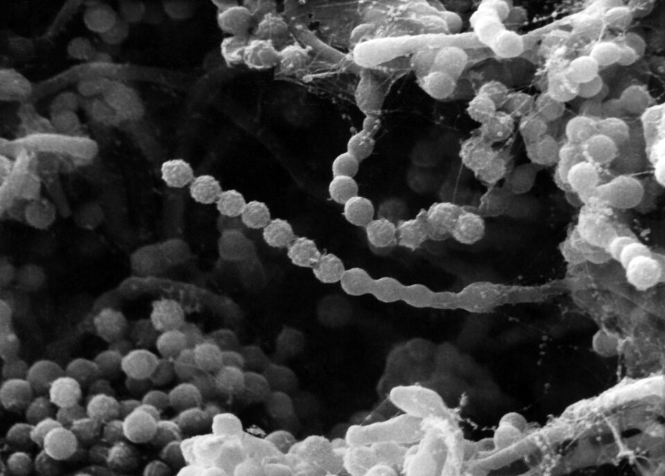 Paecilomyces