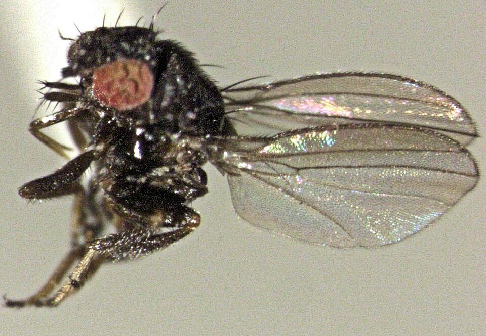 Milichiidae