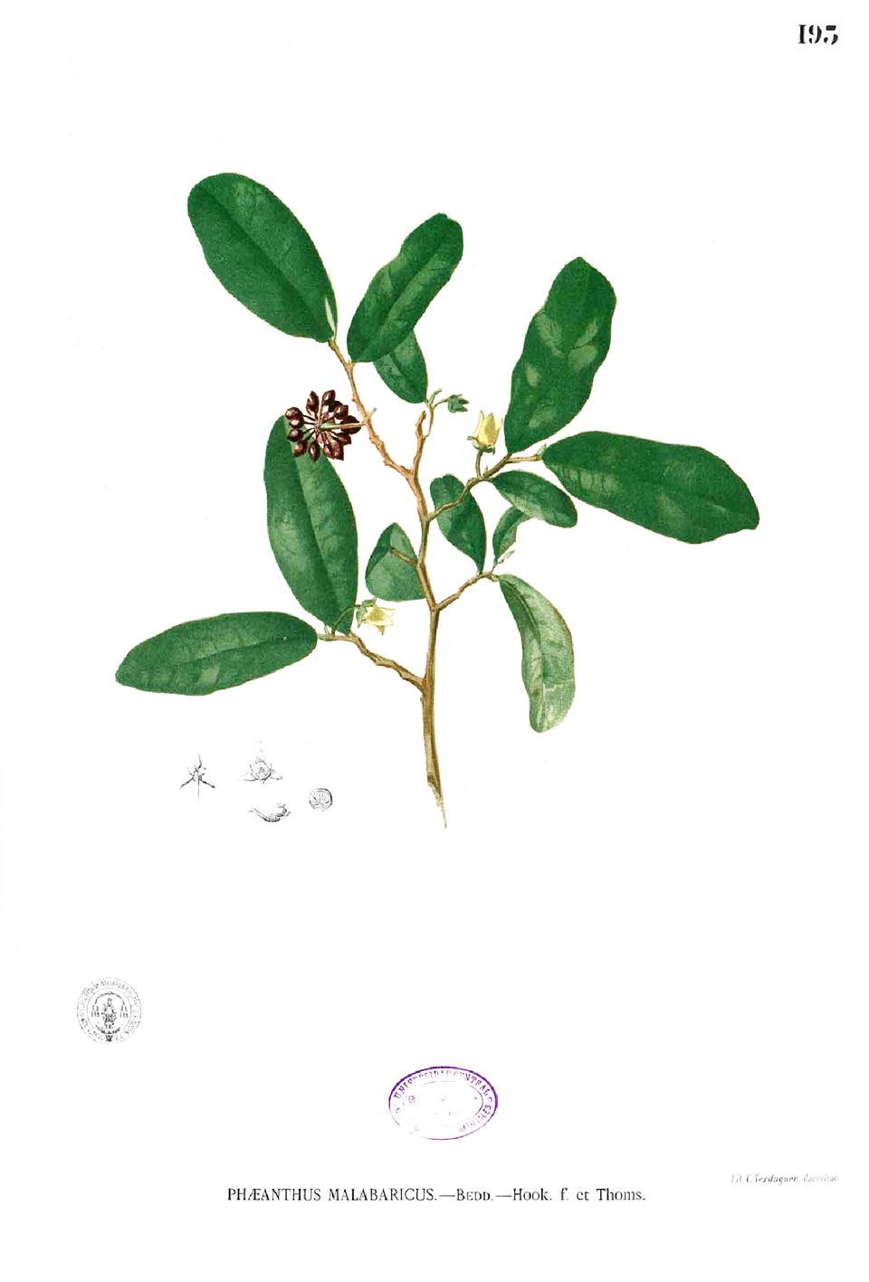 Phaeanthus