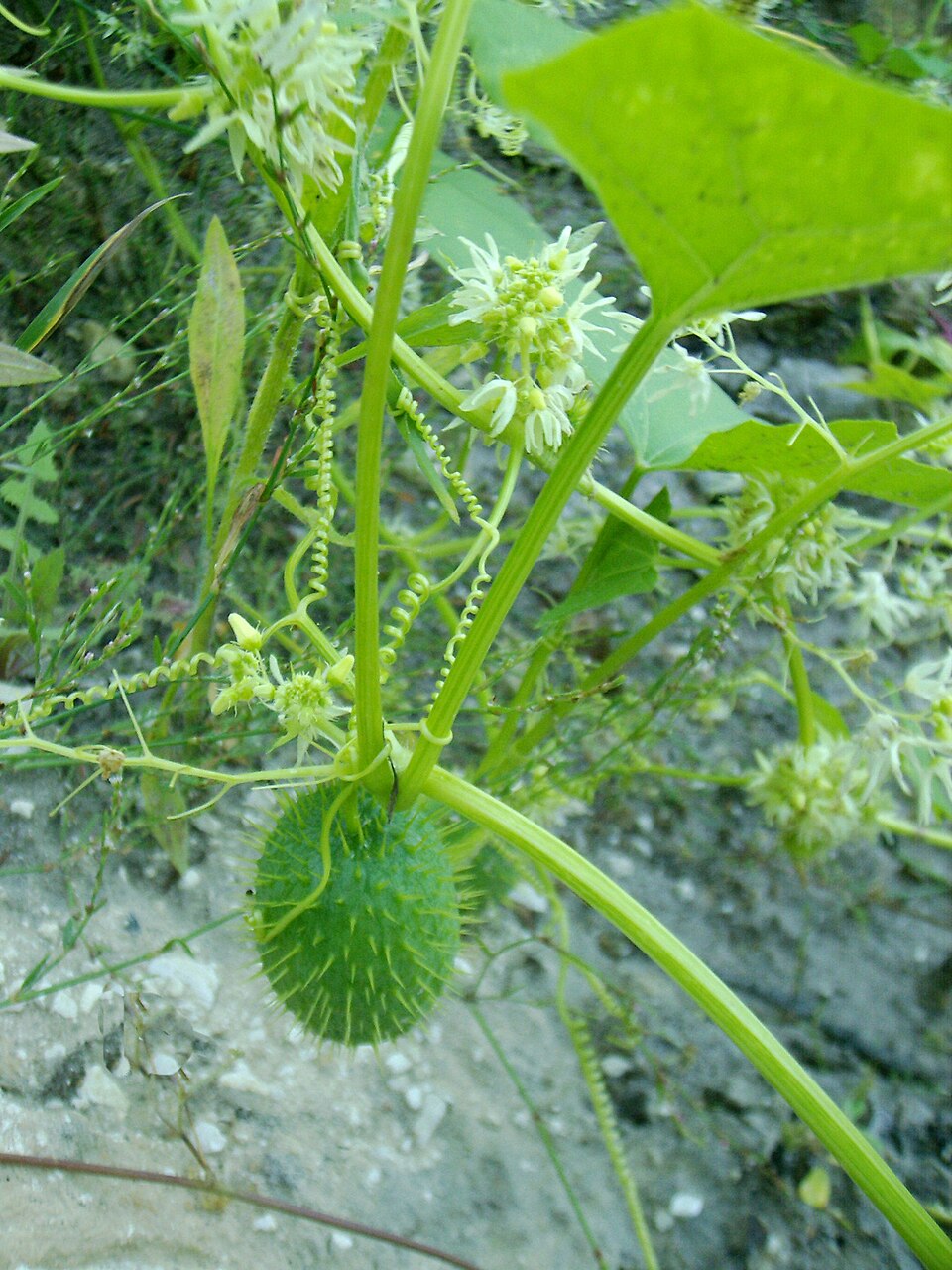 Echinocystis