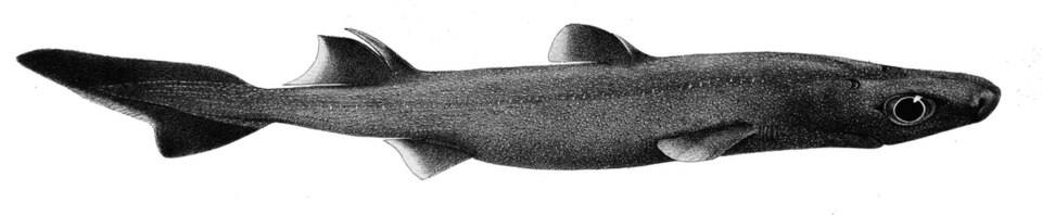 Southern lanternshark