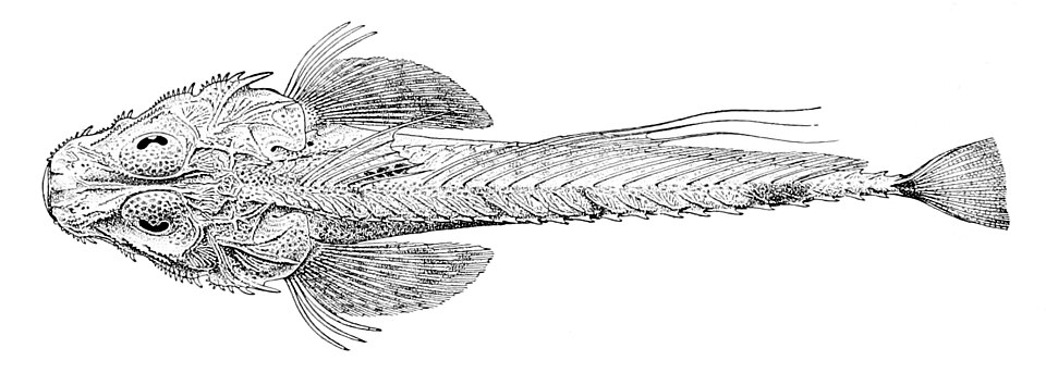 ghost flathead