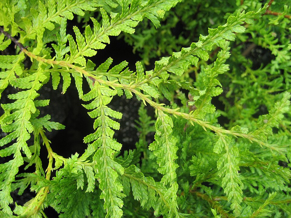 Libocedrus plumosa
