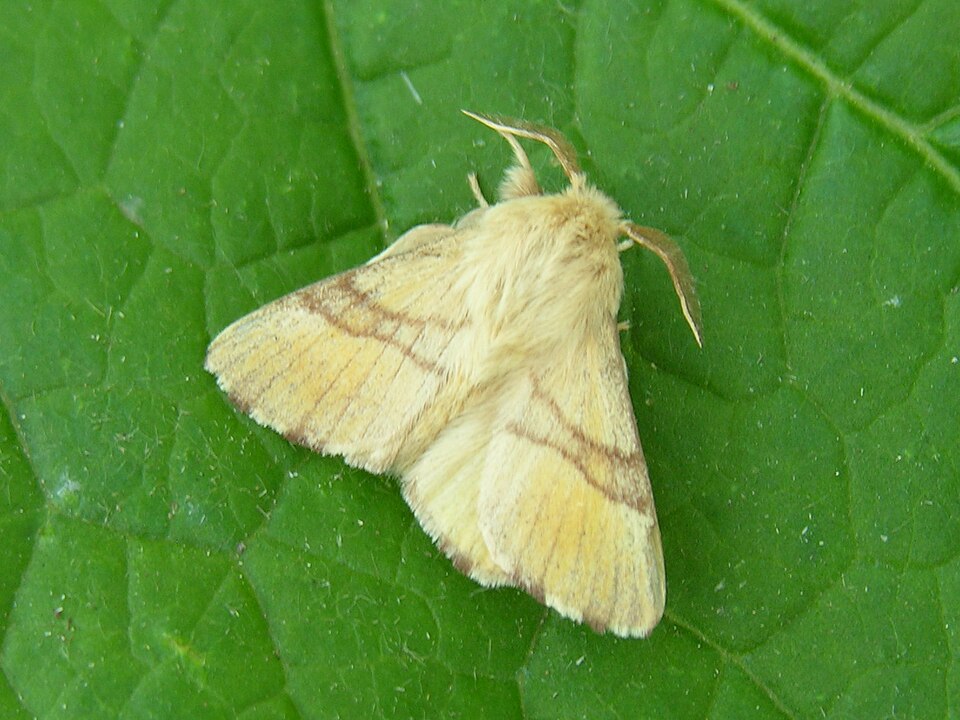 Malacosoma neustria