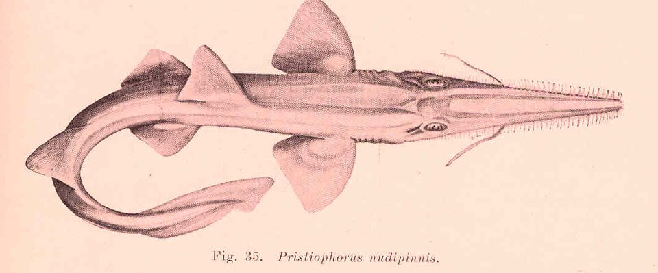 Pristiophorus