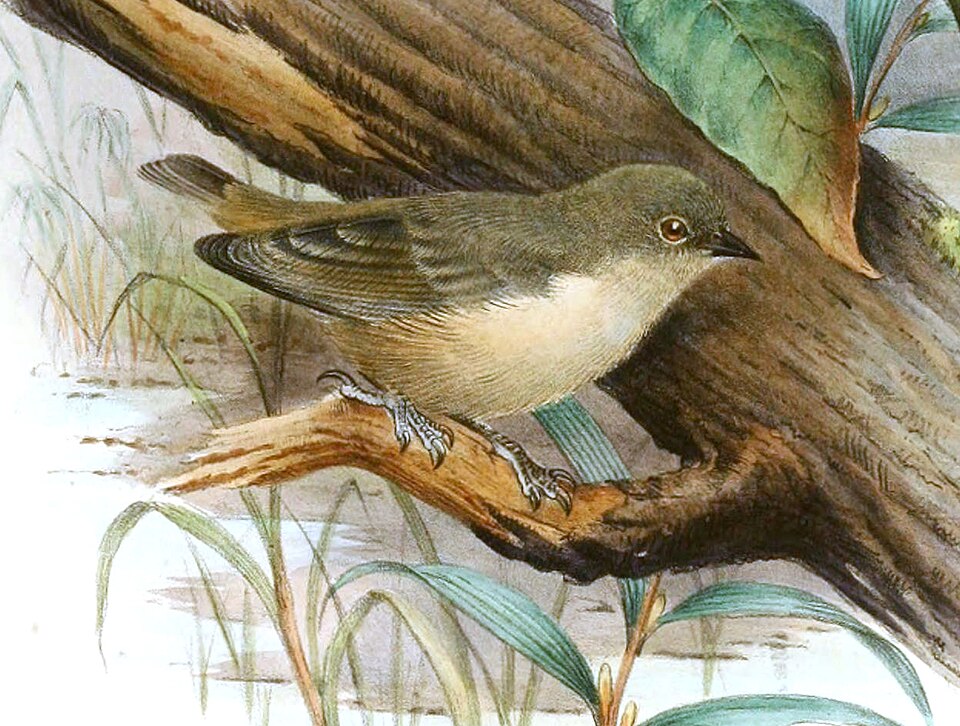 Mouse-coloured Penduline Tit