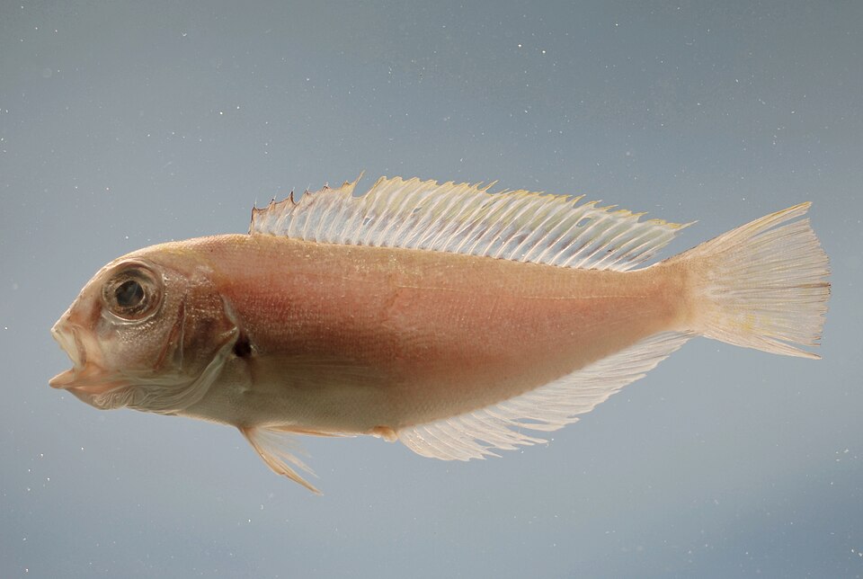 Caulolatilus
