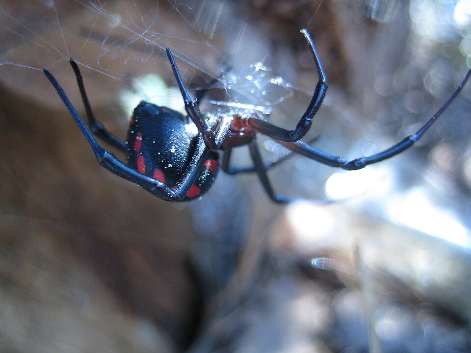 Latrodectus