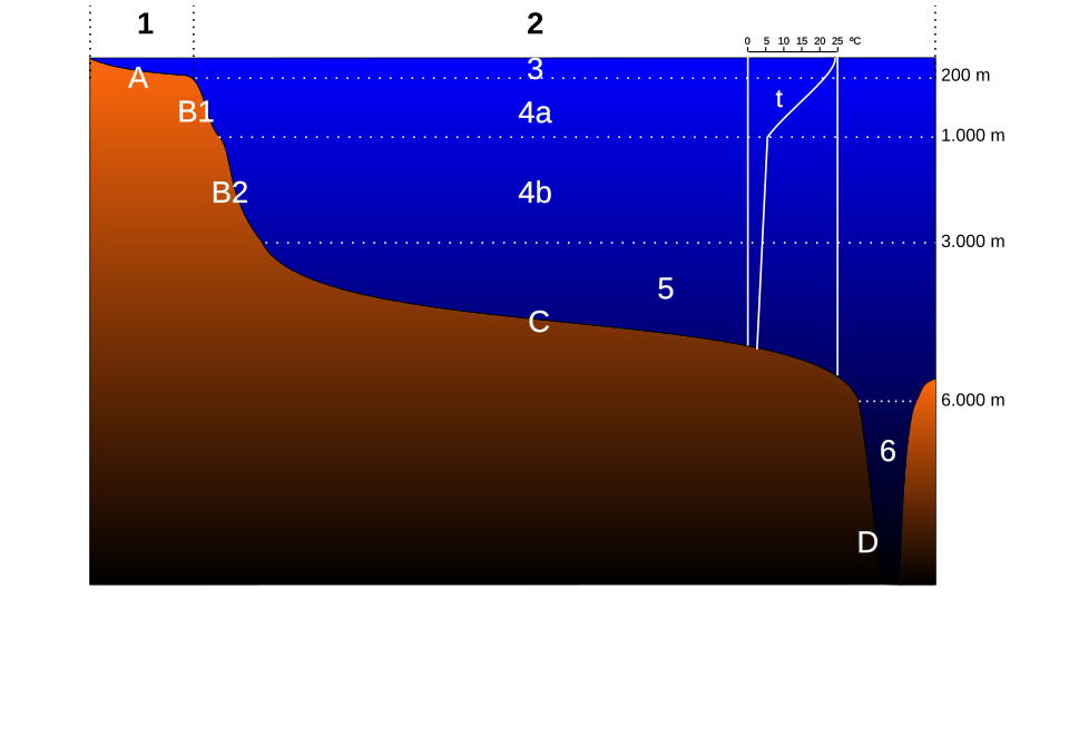 neritic zone