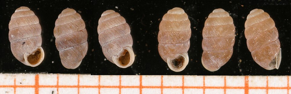Pupillidae